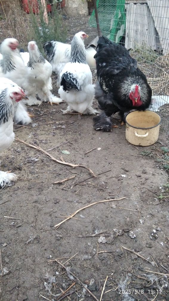 Продам петухов...