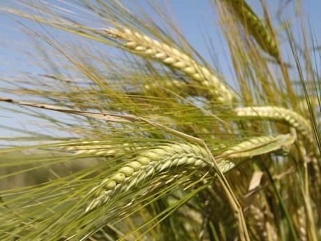 Vand 25 de tone de orz