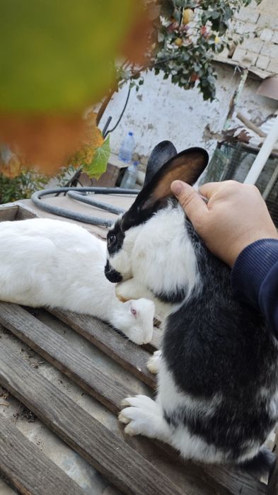 Великан 5 +месяц,