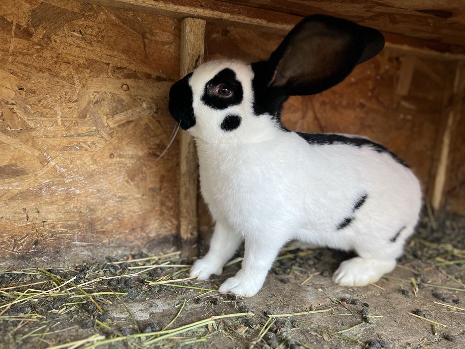 Iepuri Fluture German