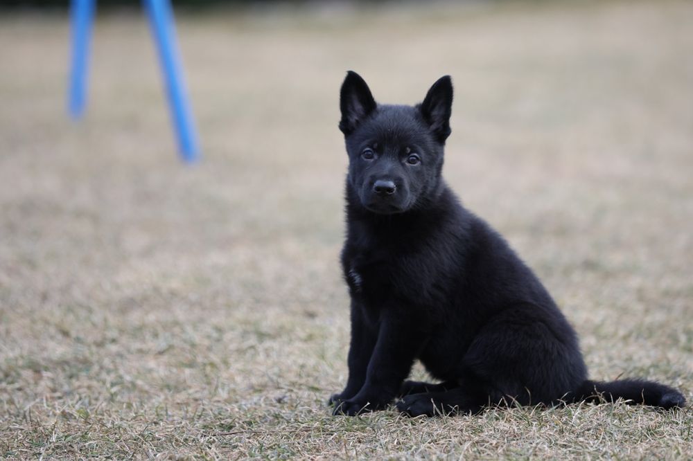 Ciobanesc German Alsacian spate drept cu Pedigree canisa autorizata