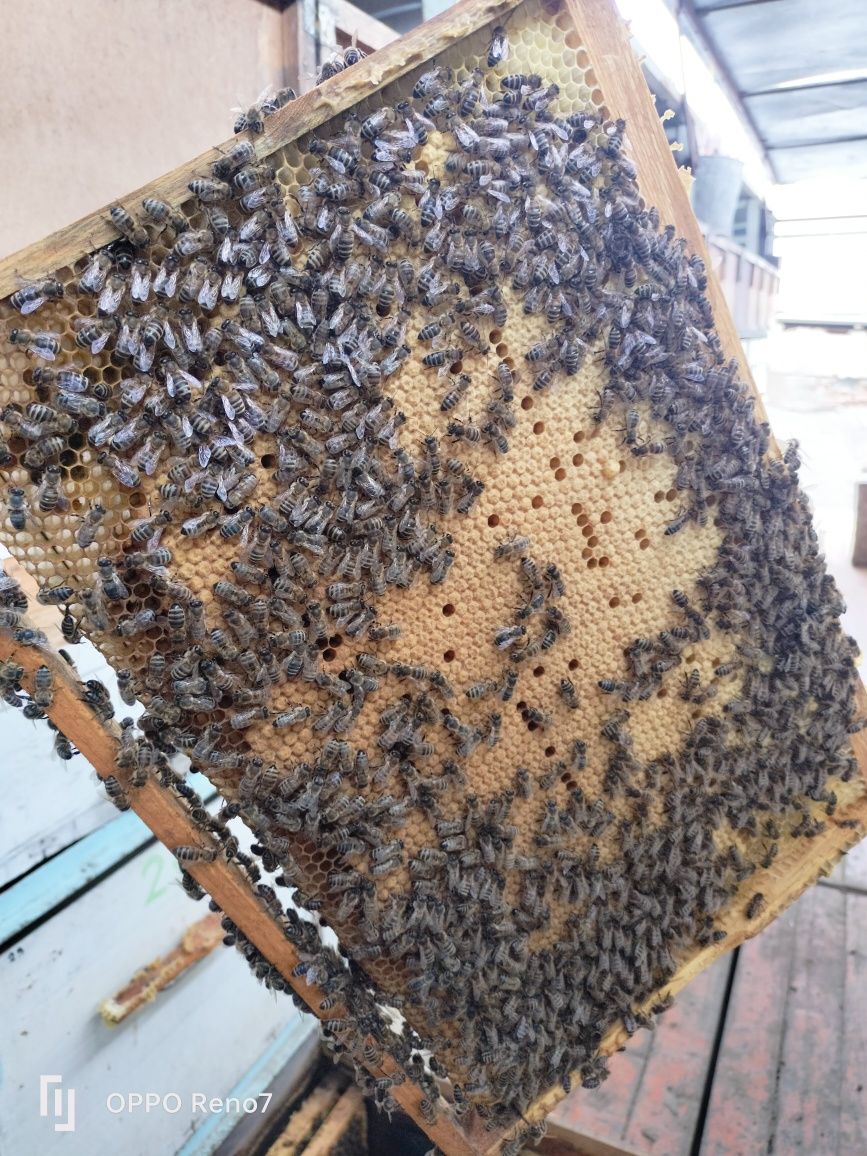 Продам здоровых породистых пчёл