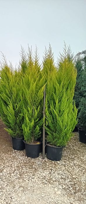 Plante ornamentale