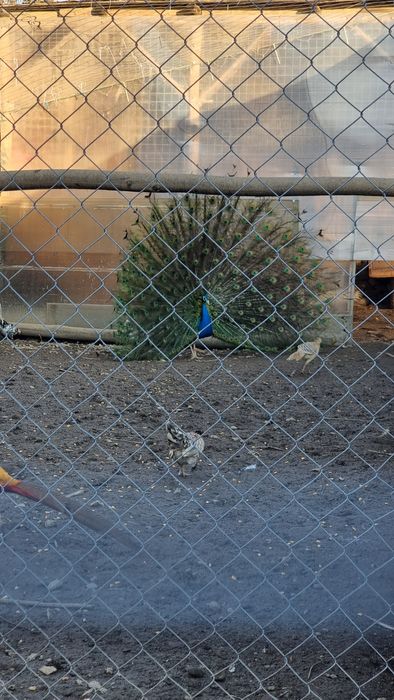 Vând Păuni diferite culori