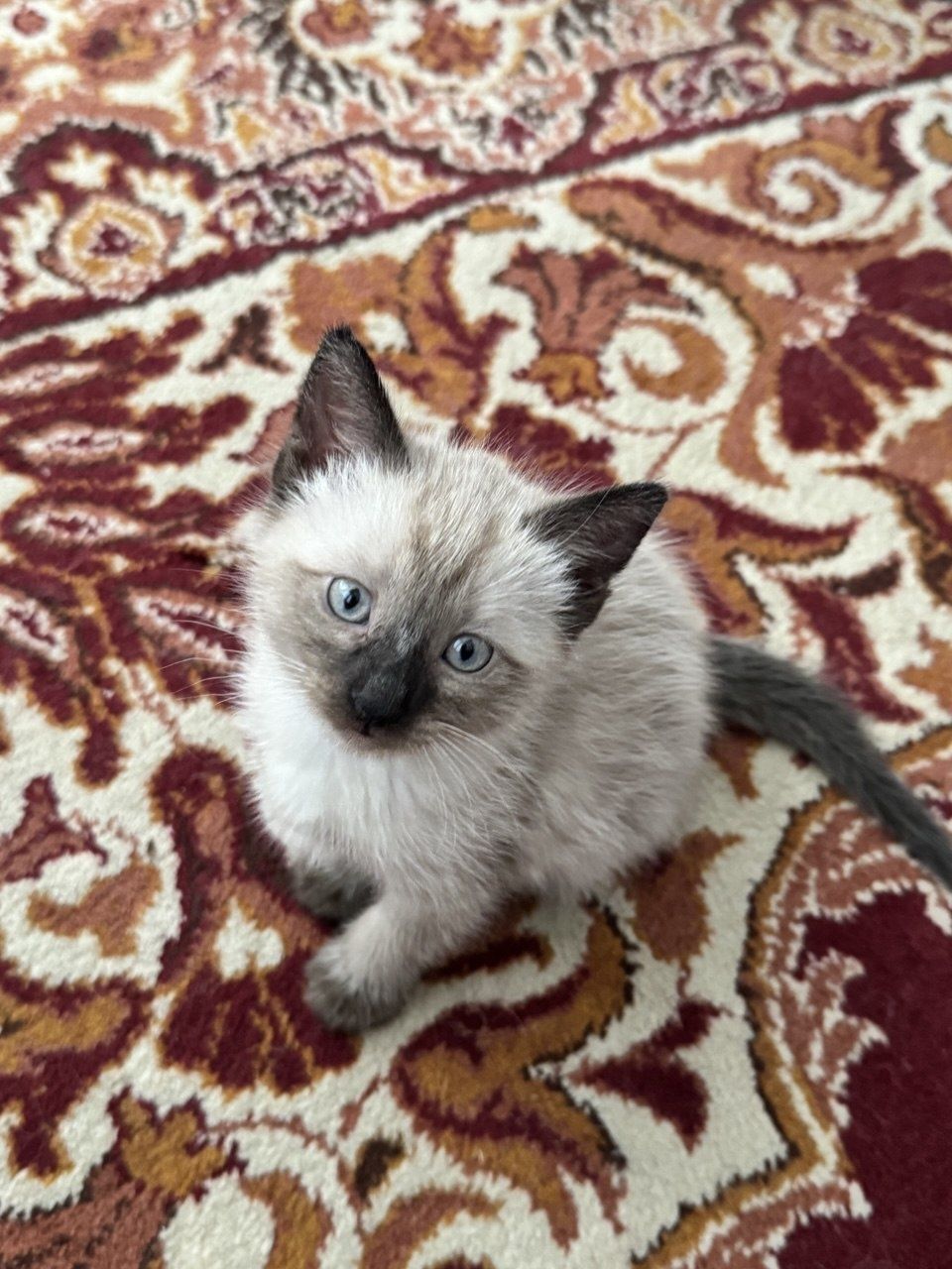 Котята Сямские (Тайские)