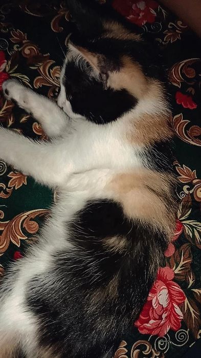 Продам котенок домашний