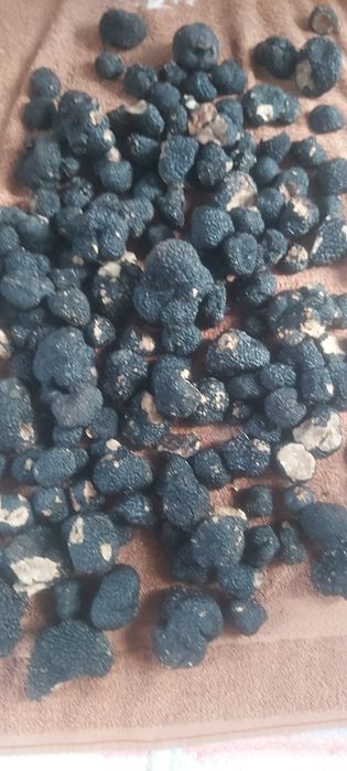 Negre aromate gustoase,rare,pretioase ,trufe