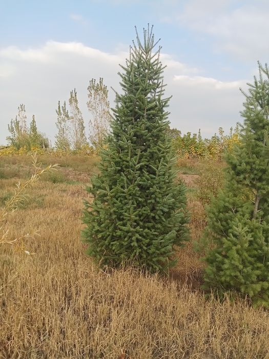 Пихта от 3 до 5метров