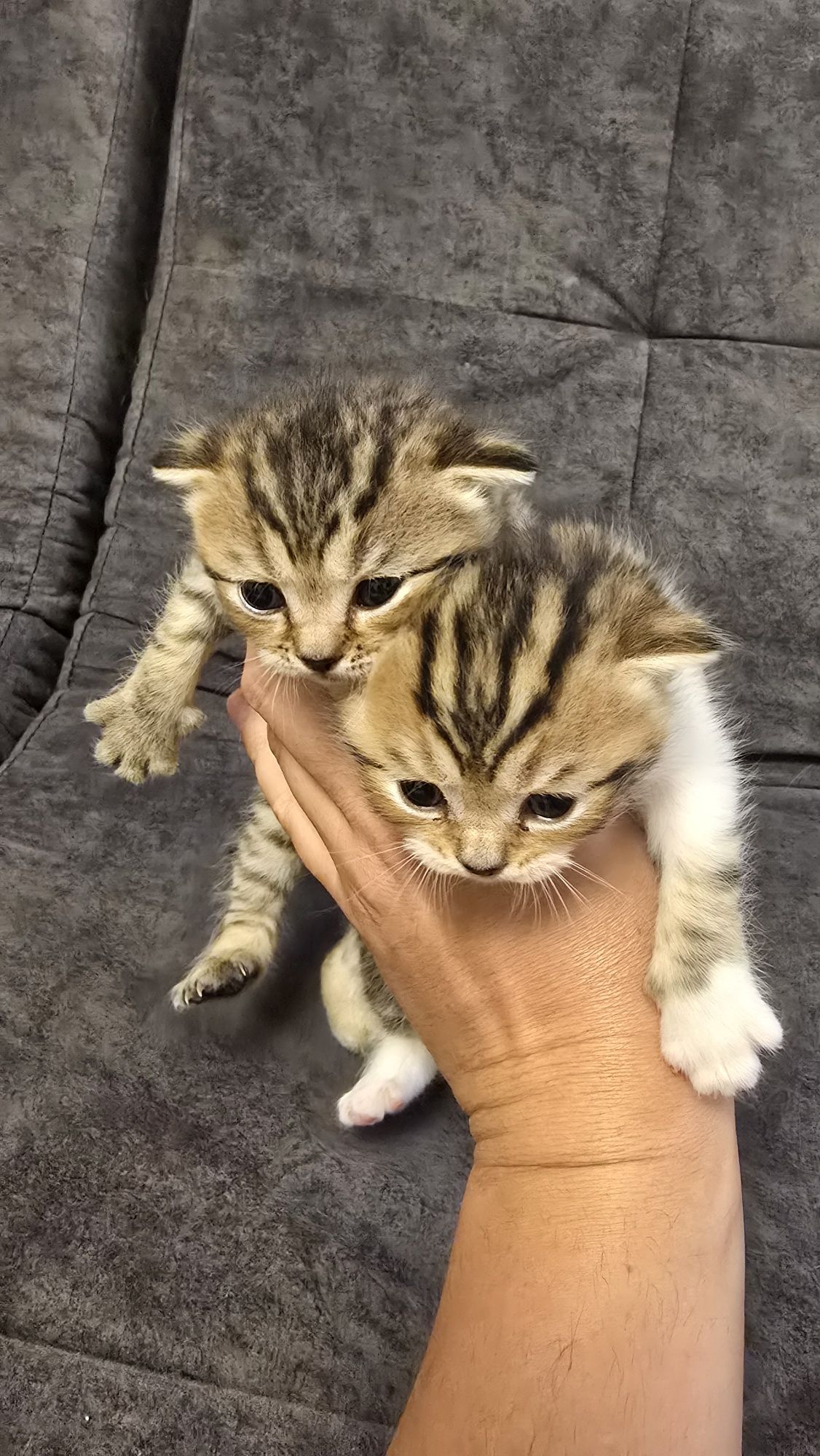 Продаю котят скотиф фолд