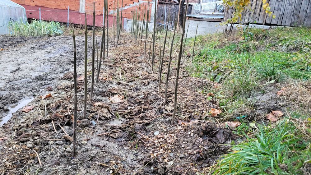 Фиднаки Пауловния