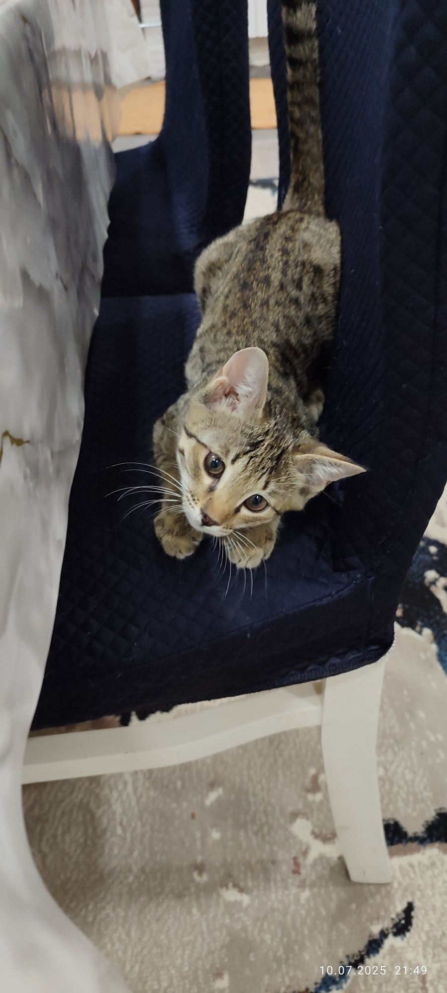 Котенок в добрые руки!