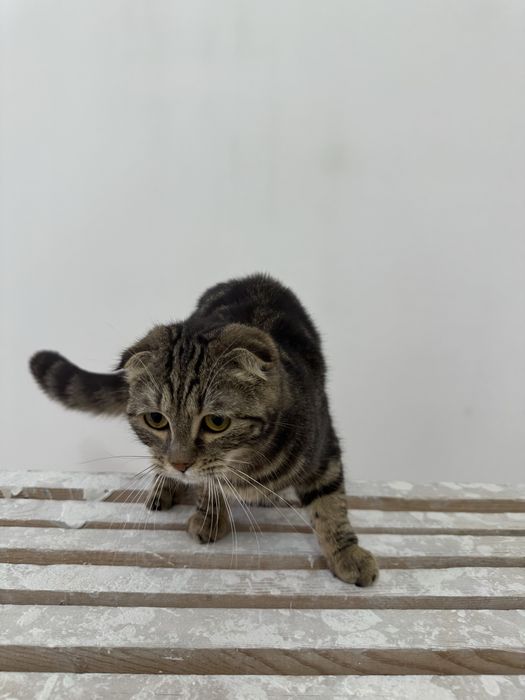 Mushuk sotiladi para scottish fold & strayt