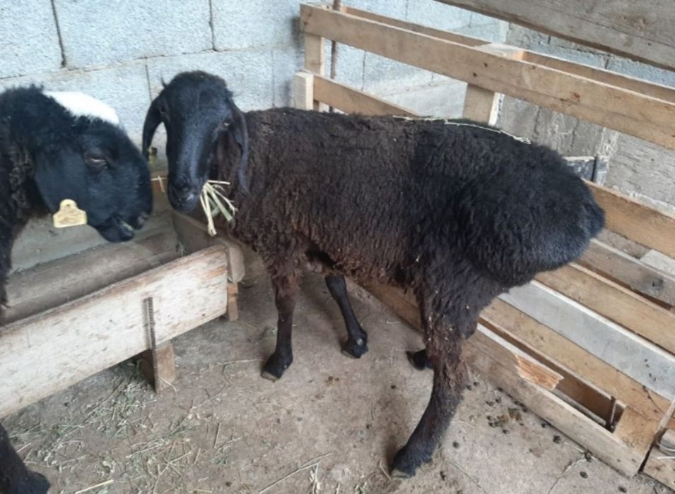 1-кой.еки токты  сатылады срочно