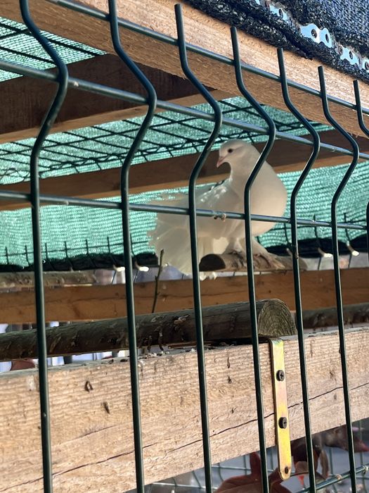 Porumbei King si ornamentali