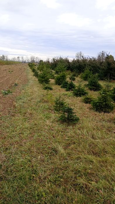 Puieți brad  salcâm frasin fag carpen ulm plop mesteacăn brad molid Te