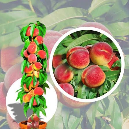 Piersic pom columnar