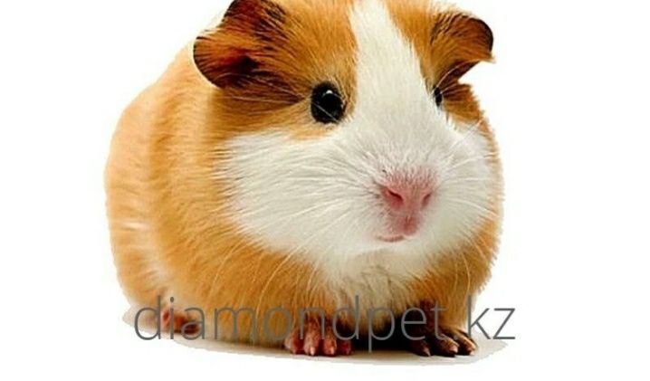 Морские свинки продаю