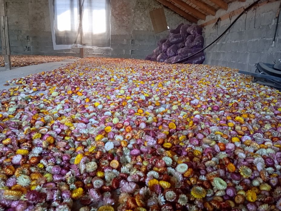 Flori de pai , imortele,helicrisum 2025