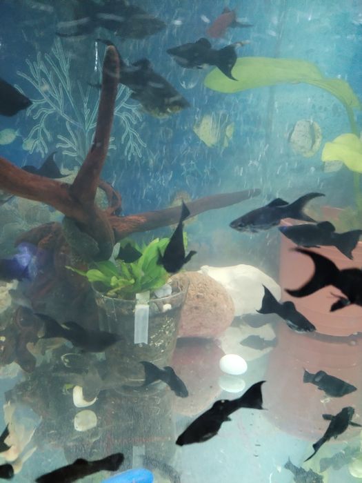 Продажа аквариумных рыб