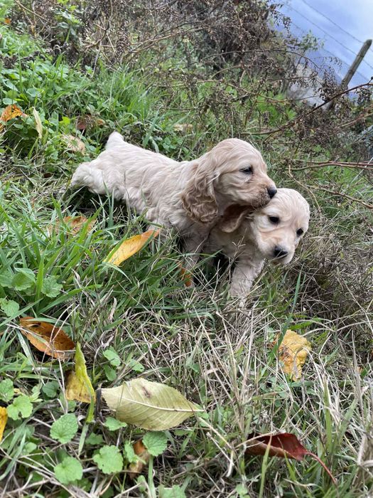 Малки кокерчета мъжко и женски