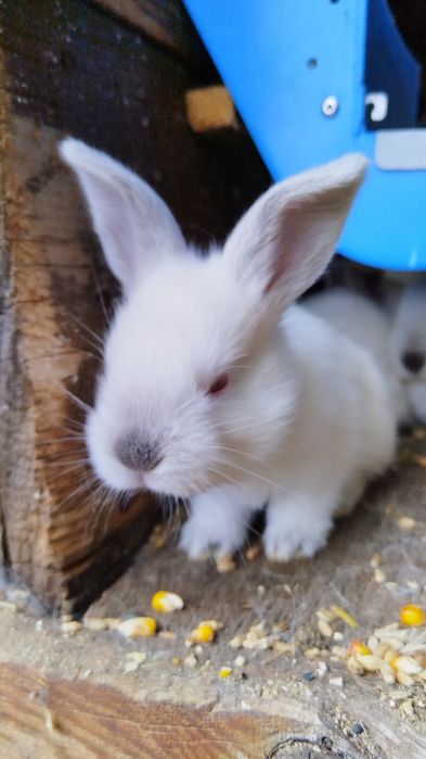 Iepuri UT si cocosi Brahma tineret sau de anul trecut