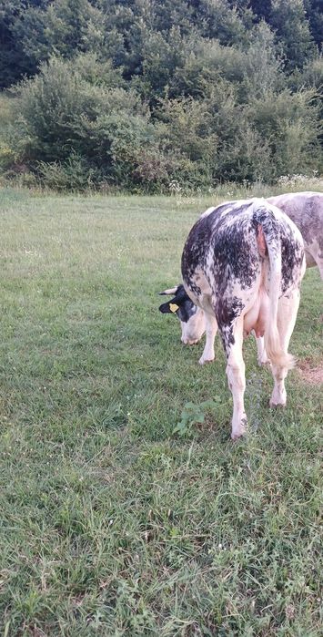 De vânzare 3 juninci