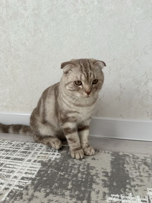 Вислоухий кот продам