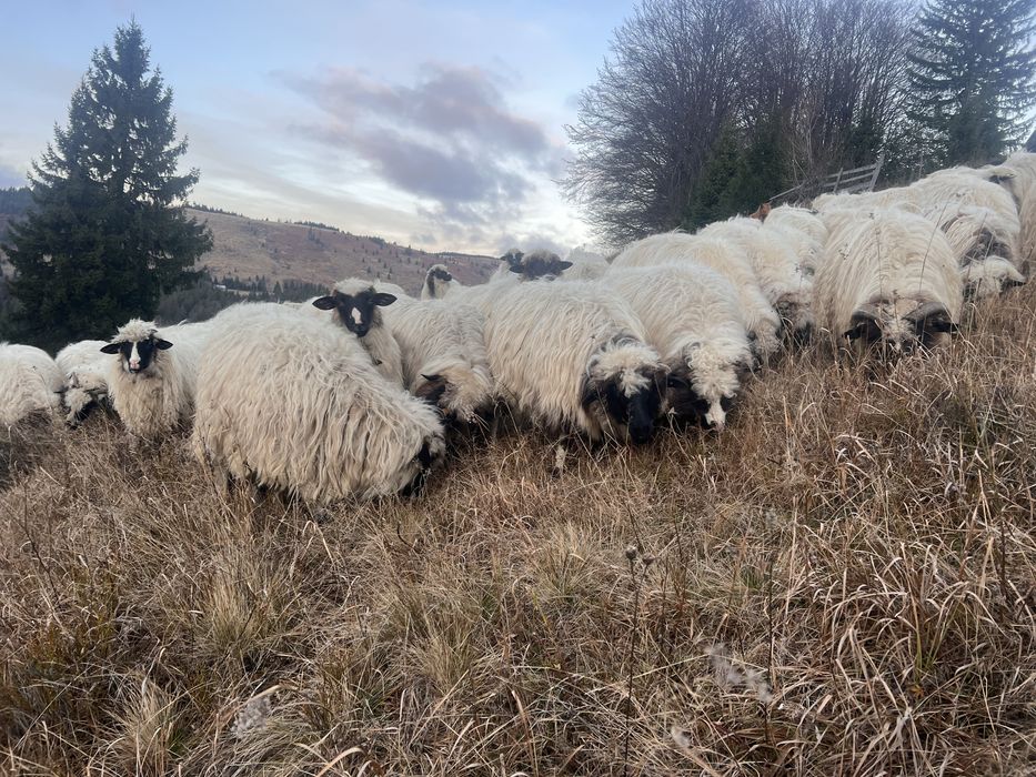 Vand oi mai multe detali la telefon