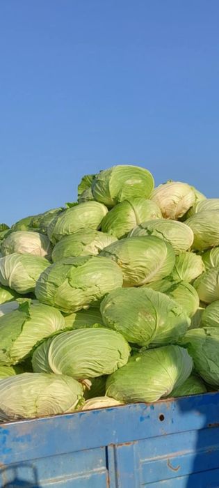 Varza verde plata