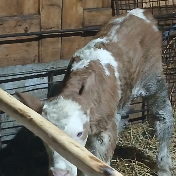 Vitei baltata si belgian