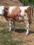 Vaca bălțată gestantă în 8 luni