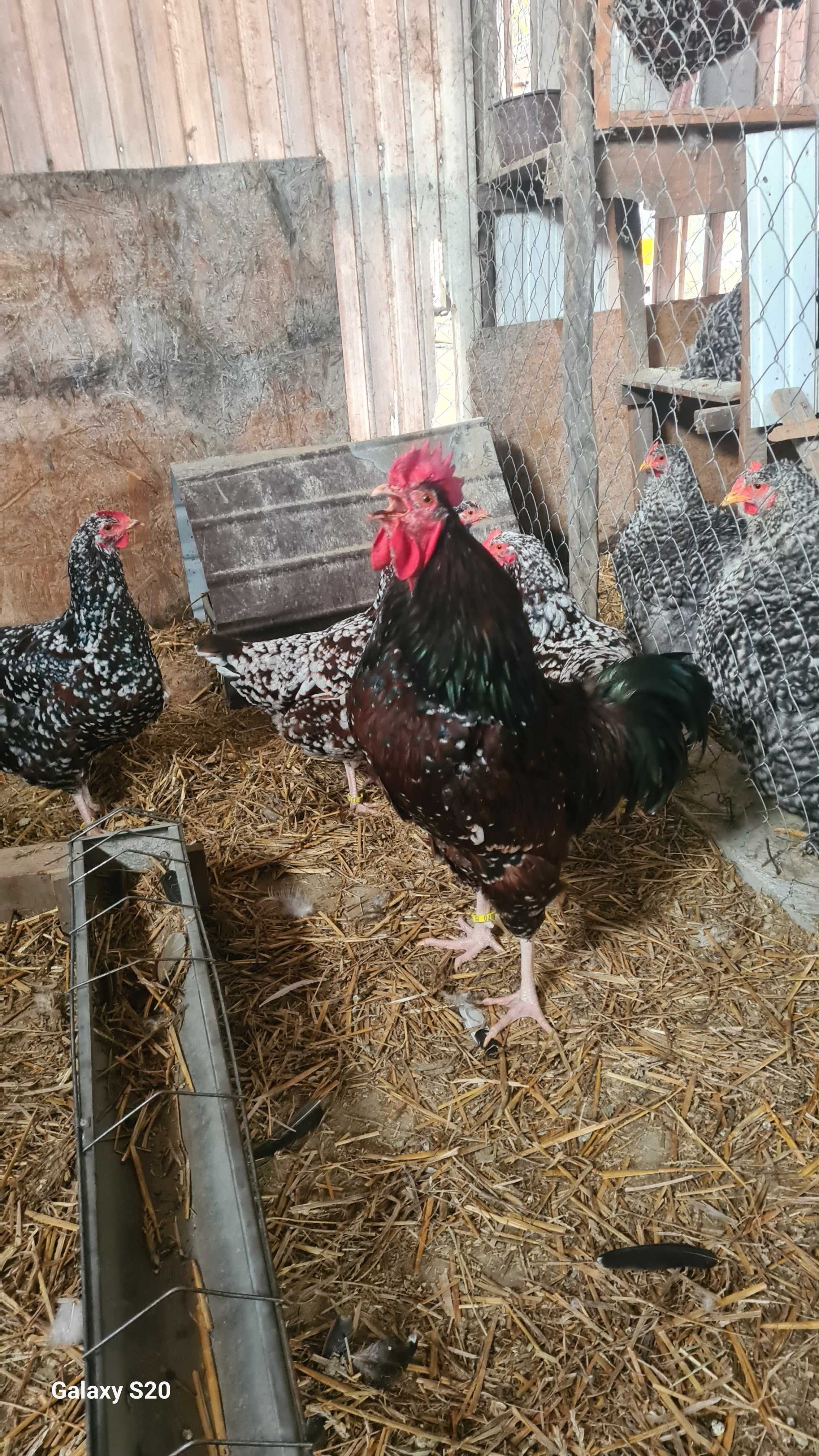 Pui australorp negru