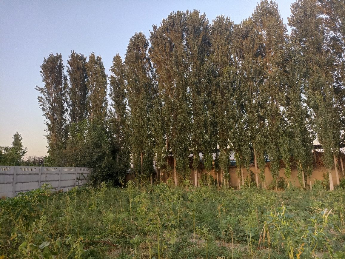 Терак бор срочно сотилади