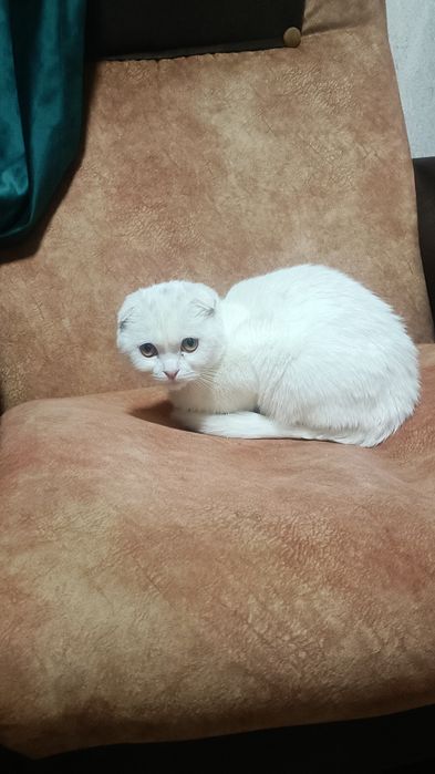 Британские кошечка 4 месяц