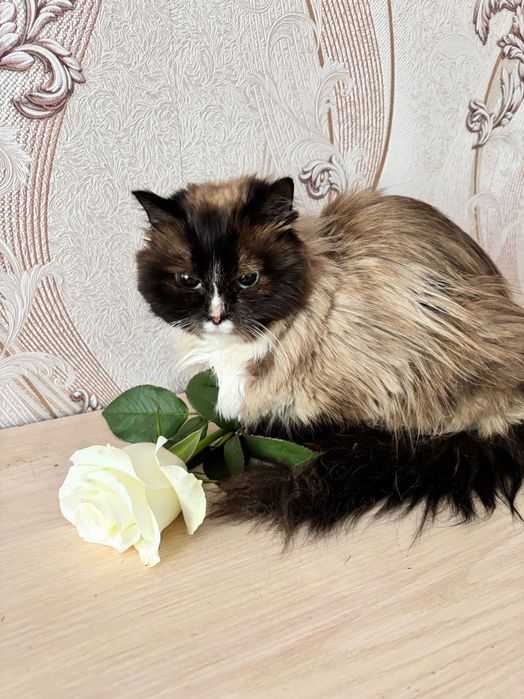 кот для усыновления