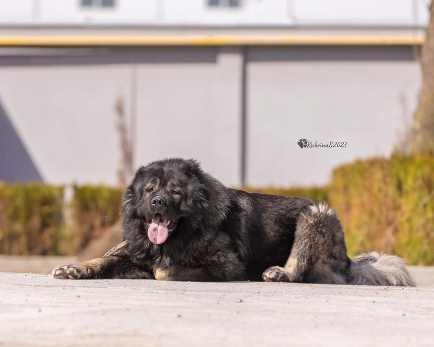 Щенки кавказской овчарки