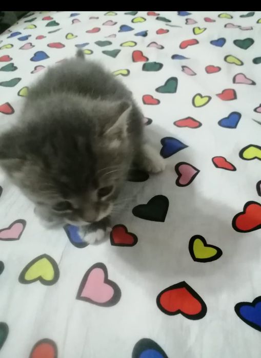 Котята отдам (мама вислоухая)