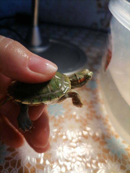 Черепашки красноухие