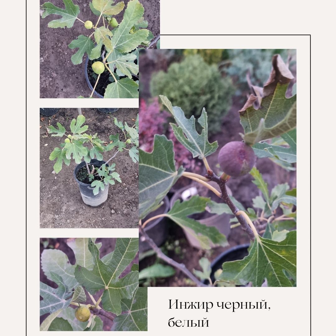 Лимон, инжир, гранат, фейхоа, гуава, манго