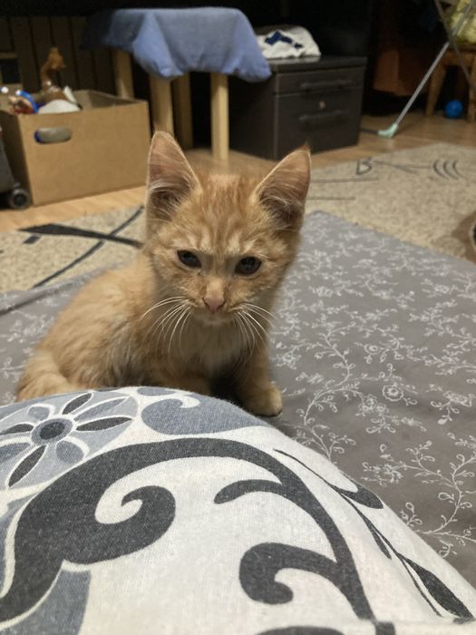 Рыжий котенок, отдам