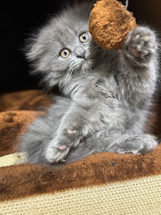 Шотландский котёнок Highland Fold, 2 месяца, мальчик