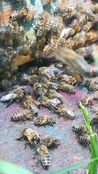 Famili de albine.