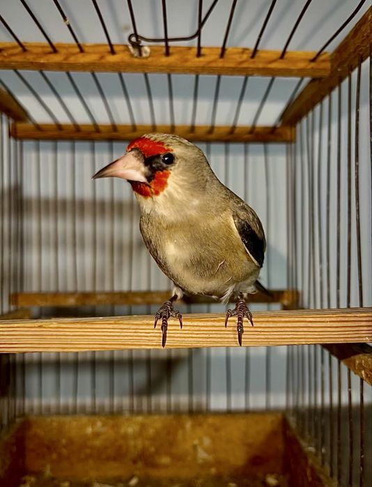 Sava norchi sotiladi