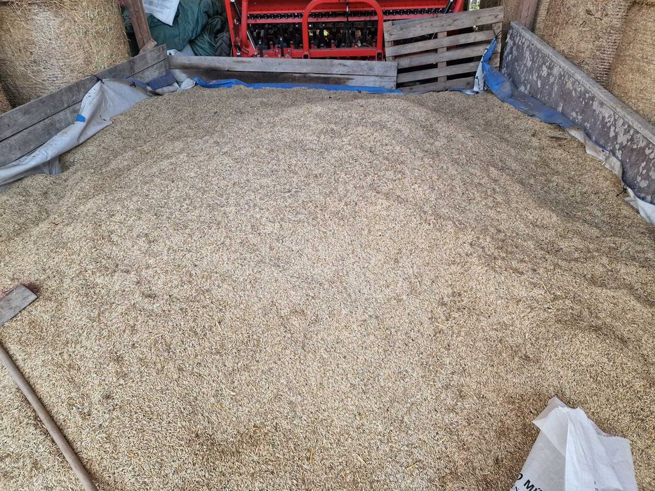 Ovăz, soiul Mureşana