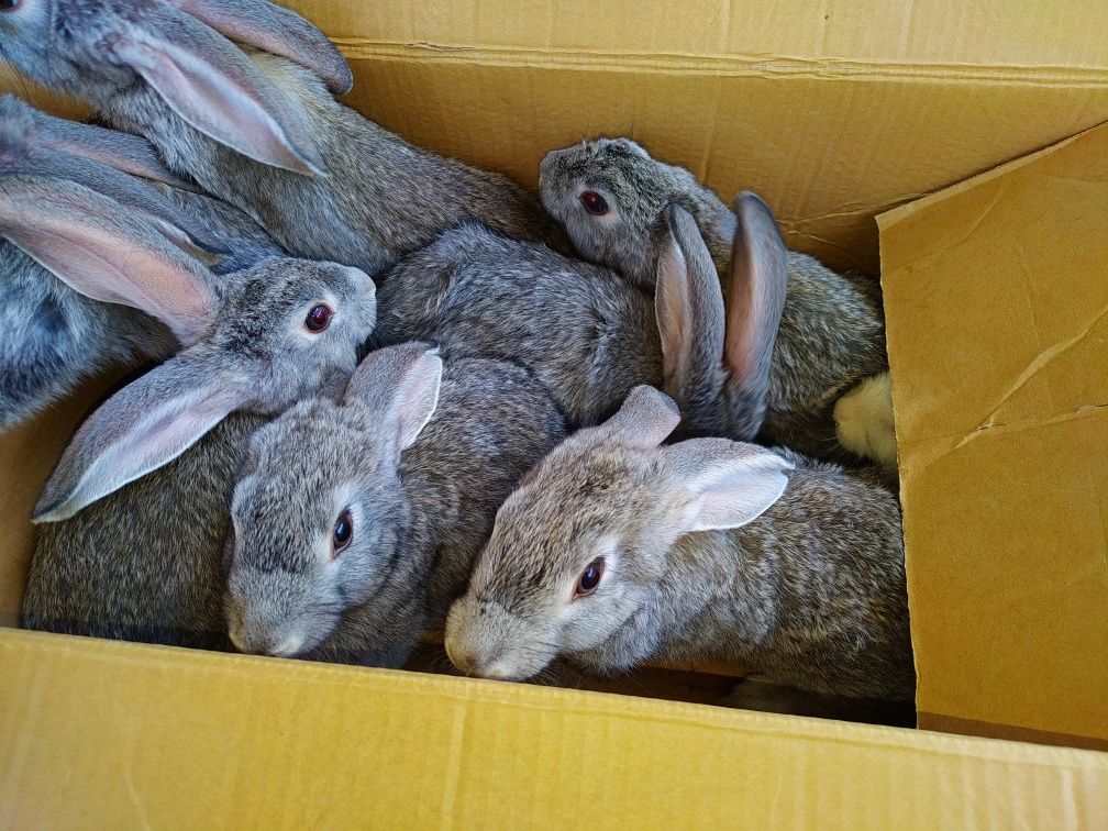 Продам домашные кролики