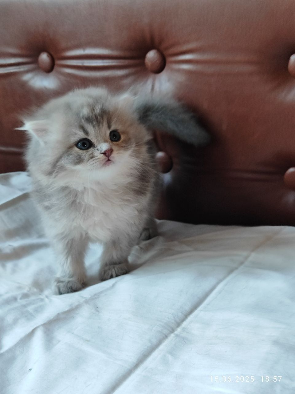 Скотиш фолд девочка шиншила