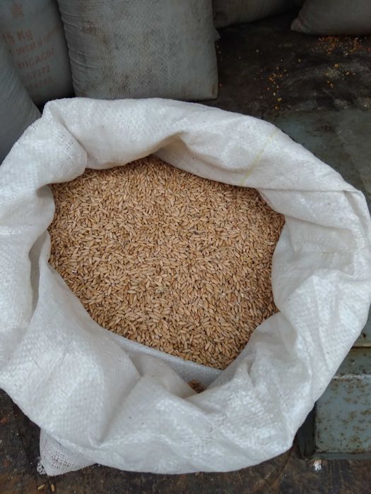 Porumb triticale orz grau floarea soarelui faina pasat cu transport