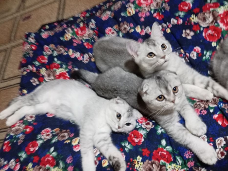 Премиум-класс» шиншила чиста кровные катят продаётся