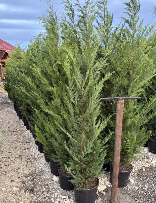 Transformă-ți grădina cu Leylandii – eleganță instant