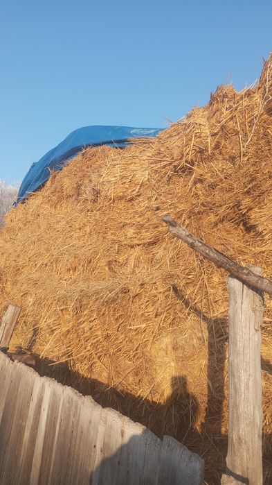 Жәй Шөп сатылады